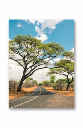 African landscape with empty road and trees in Zimbabwe - On the