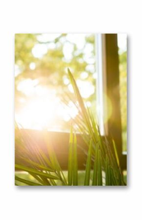 Green plant against window