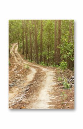 Dirt road in the jungle