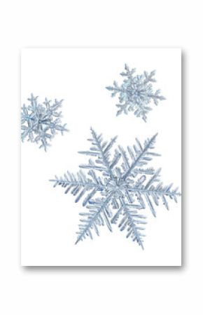 Extreme magnification: three snowflakes isolated on white background. Macro photo of real snow crystals: elegant stellar dendrites with ornate shapes, hexagonal symmetry and complex inner details.