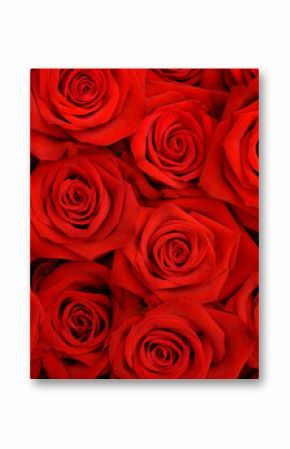 duża wiązka czerwonych róż