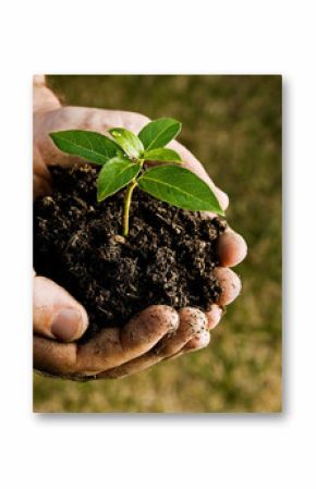 Farmer hand holding a fresh young plant