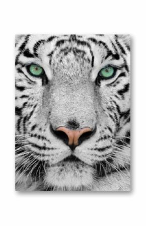 Fototapeta Zbliżenie na białego tygrysa o zielonych oczach ścienna