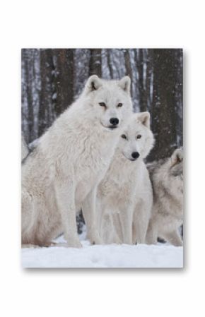 Fototapeta Cztery wilki polarne w lesie XL