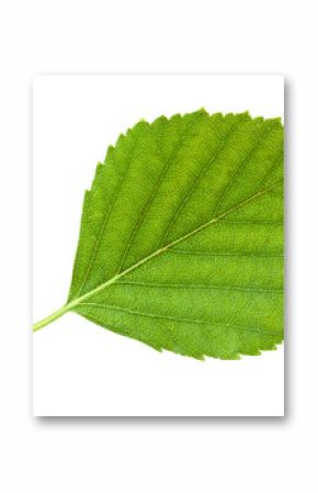 Birch leaf