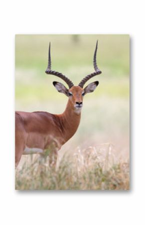 Frontal view of impala antelope