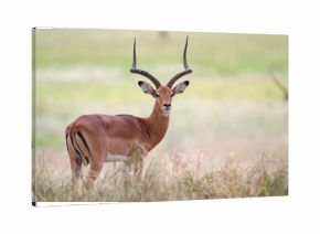 Frontal view of impala antelope