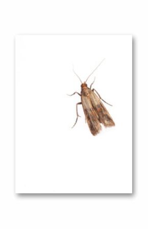 Lebensmittelmotte (Plodia interpunctella) auf weißem Hintergrun