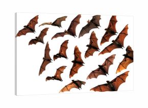 Colony of flying fox fruit bats in sky