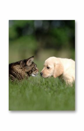 dog and cat friendship - meeting