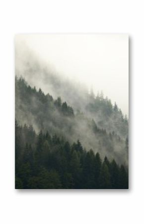 Mgła leśna