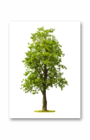 Tree isolated with white background