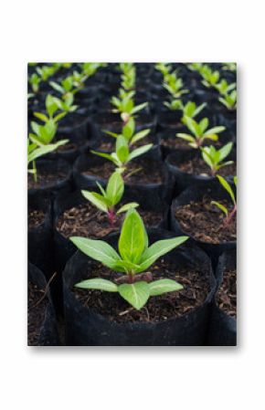 sprout
