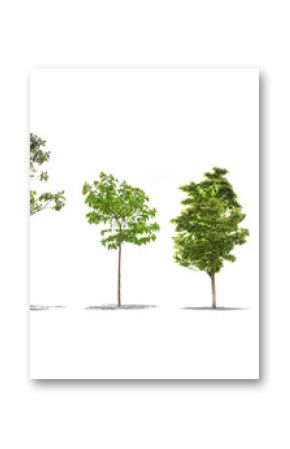 Pack of beautiful green trees isolated on white background