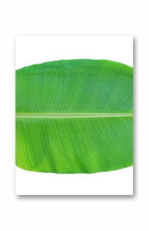 Banana leaf isolated on white background