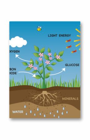 photosynthesis