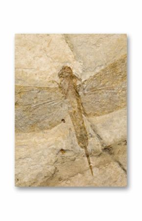 Fossil of a dragonfly.