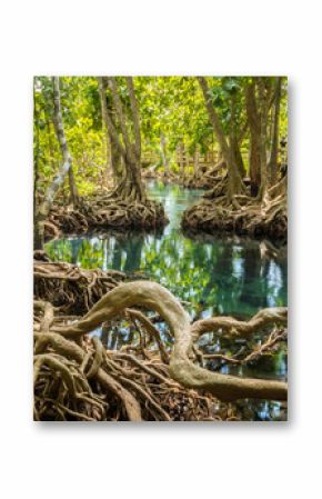 root in swamp forest , tha pom krabi,thailand