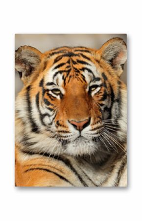 Portret tygrysa bengalskiego (Panthera tigris bengalensis).