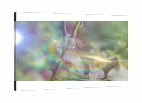 Thorny stems sprouting leaves under white light in garden, with rainbow flares and star sparkles