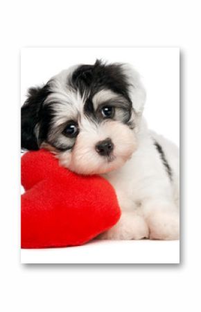 Lover Valentine Havanese puppy with a red heart