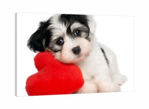 Lover Valentine Havanese puppy with a red heart