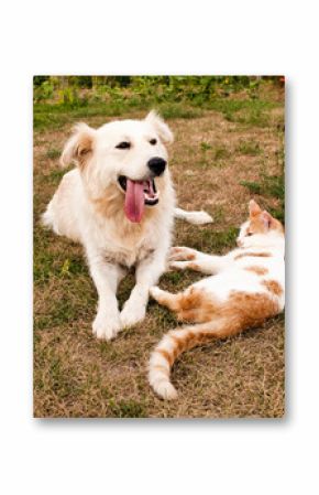 dog and cat