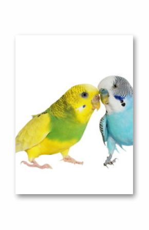 budgerigar isolated on white, (Melopsittacus undulatus), budgie