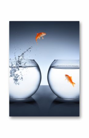 goldfish jumping out of the water - love concept