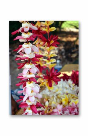 hawaiian colorful plumeria lei necklaces