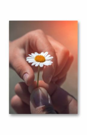  hand giving wild flower with love at sunset . beautiful background