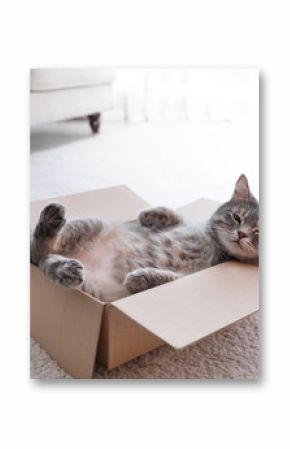 Śliczny szary tabby kot w kartonowym pudełku na podłoga w domu
