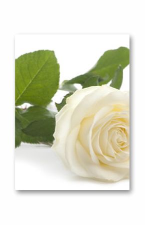White rose in front of a white background