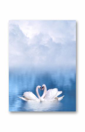Graceful swans in love