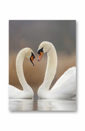 Two swans in love and nice blurred background