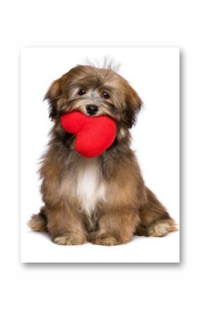 Lover havanese puppy dog is holding a red heart in her mouth