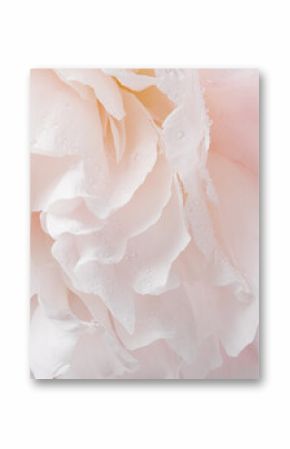 Romantyczny transparent, delikatne białe kwiaty piwonii zbliżenie. Pachnące różowe płatki
