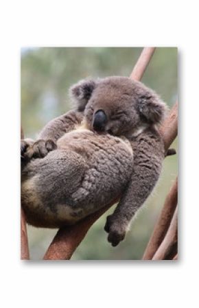 Relax Koala