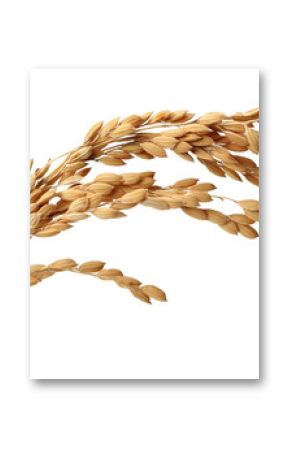 Rice on white Background