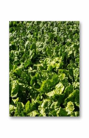 Leafy green crops are creating continuous foliage in flat design, showing fresh leaves and soil