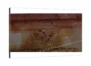 Showing honeycomb scanning on panel with overlaid grid, data panel, numeric data and scale bar
