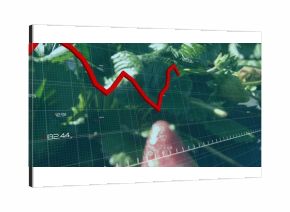 Ripe strawberry hanging among leaves in garden, showing grid overlay and red line chart labels