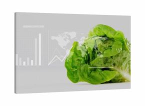 Displaying fresh green lettuce fanning crisp leaves on white tabletop, with analytics overlays