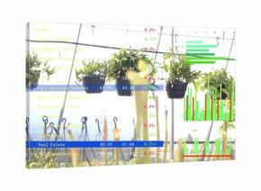 Displaying row of black hanging plant pots and seedlings in greenhouse, showing financial charts