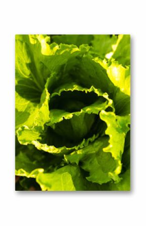 Lettuce with bright green leaves growing in sunlight in a greenhouse