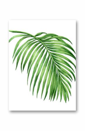 Akwarela malarstwo liść palmowy, zielony urlop na białym tle. Akwarela ręcznie malowane ilustracji. . wzór liścia kokosa, tapeta, tkanina, ze ścieżką przycinającą