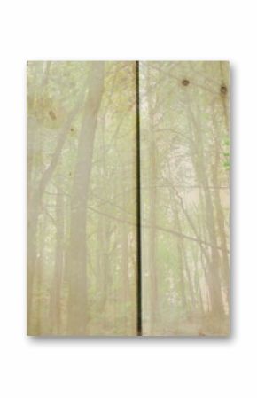Displaying assorted fresh vegetables lining wooden plank surface, with translucent forest overlay