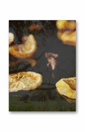 Floating dried orange slices and mandarins hovering above forest glade, creating surreal effect