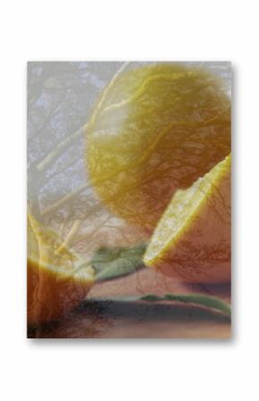 Showing whole lemons, halves, wedges on wooden board in studio with leaves under tree silhouette