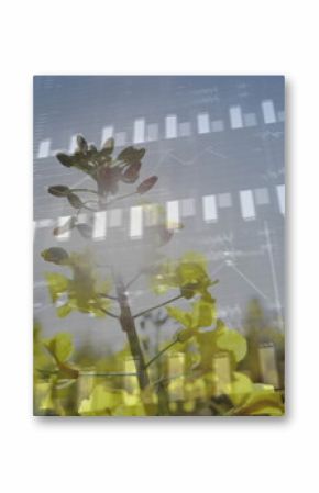 Showcasing yellow bloom rising in field, bar chart, candlestick graph, grid line overlay